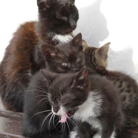 Landhaus Pod Kasztanem *