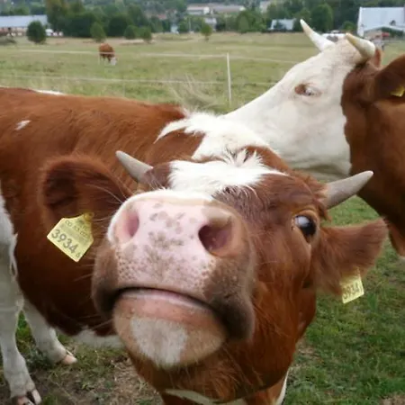 Pod Kasztanem Landhaus *