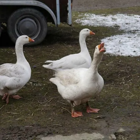 Pod Kasztanem Landhaus Stronie Śląskie