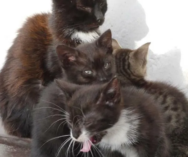 Landsted Pod Kasztanem *