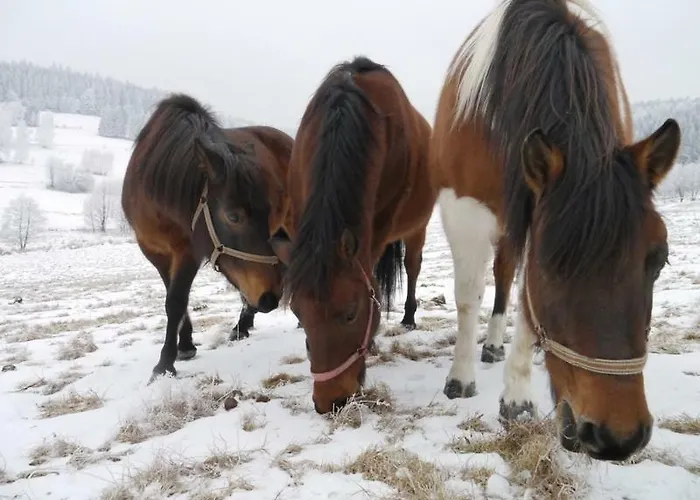 Pod Kasztanem * Stronie Śląskie