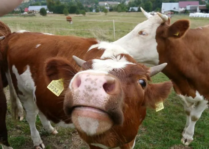 Pod Kasztanem Landsted *