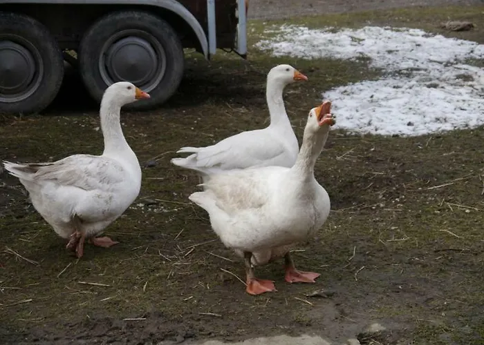 Pod Kasztanem Landsted Stronie Śląskie